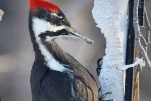 Pileated Woodpeckers in Winter: Where they Live & What they Eat