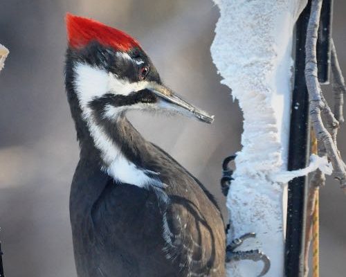 Pileated Woodpeckers in Winter: Where they Live & What they Eat
