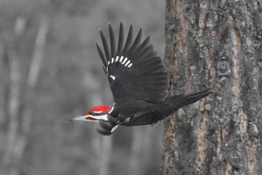 Male pileated woodpecker taking flight.