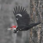 Male pileated woodpecker taking flight.