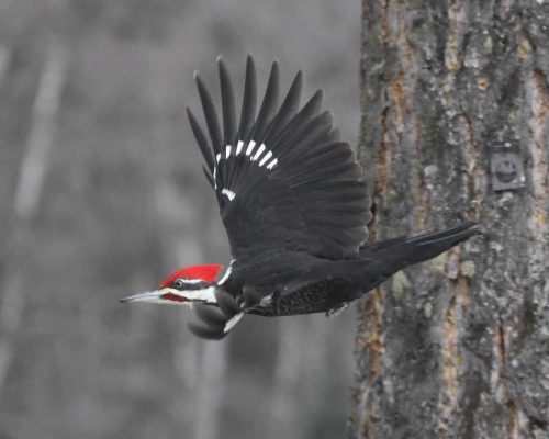 Easy Ways to tell the Male & Female Pileated Woodpeckers Apart