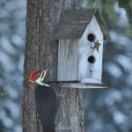 pileated woodpecker near nesting box birdhouse