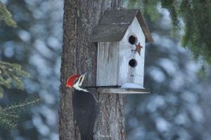 The Surprising Truth about Pileated Woodpecker Nesting Boxes