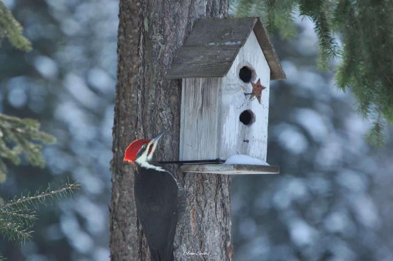 pileated woodpecker near nesting box birdhouse