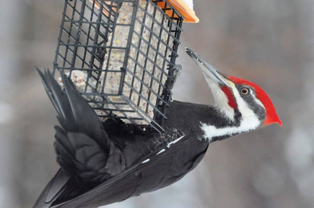 Male pileated woodpecker enjoying suet