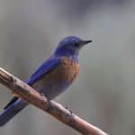 Western bluebird perched on branch