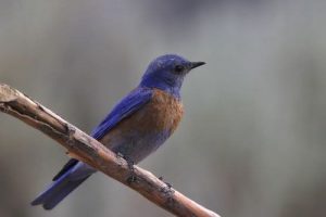 Blue Birds with an Orange Chest: The Complete List + Photos for Fast & Accurate ID