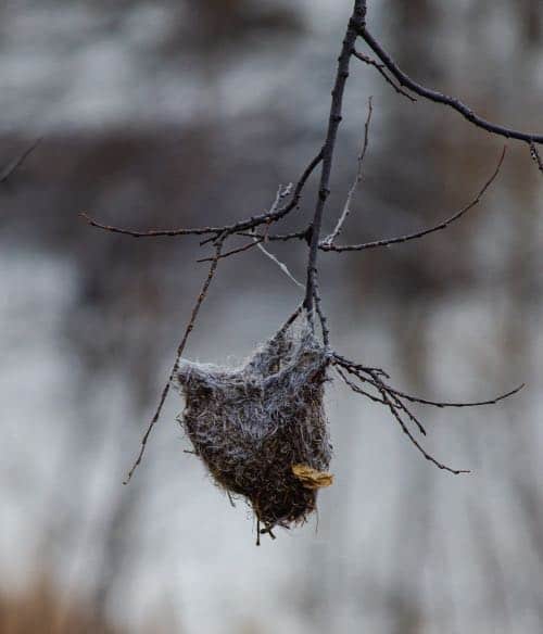 Baltimore oriole nest