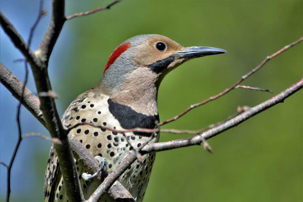 attract northern flickers