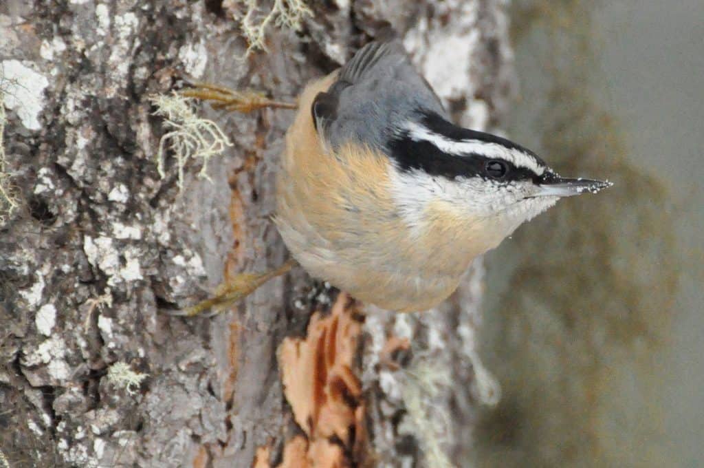 attract red-breasted nuthatches