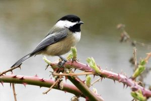 9 Ways to Attract Black-Capped Chickadees They Can’t Resist