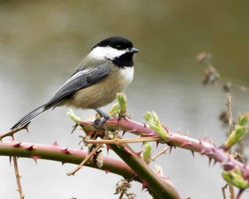 9 Ways to Attract Black-Capped Chickadees They Can’t Resist