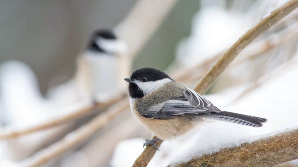 Black capped chickadee on a branch
