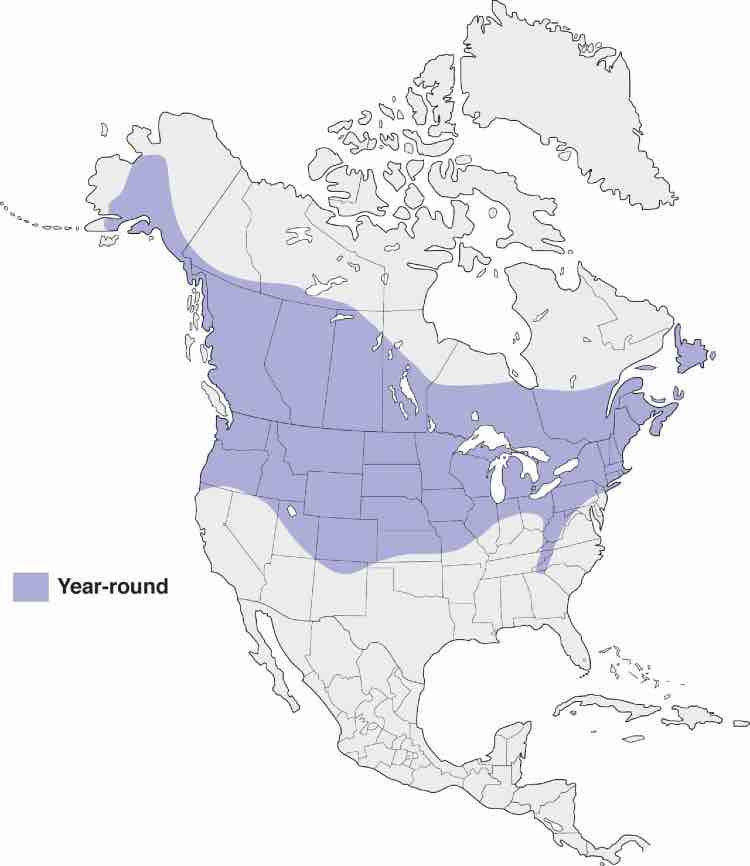 Black capped chickadee range map