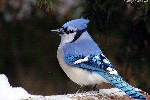 7 Proven Ways to Attract Blue Jays to Your Yard