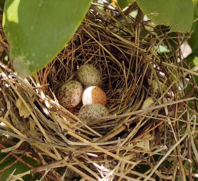 Cardinal eggs in a nest