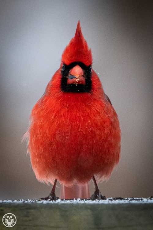 A front look at the male northern cardinal looking badass