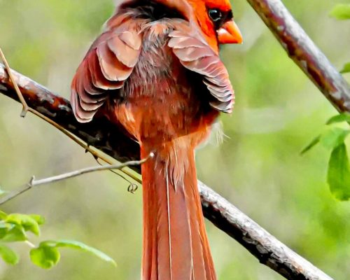 7 Proven Ways to Attract Cardinals to Your Yard – Guaranteed!