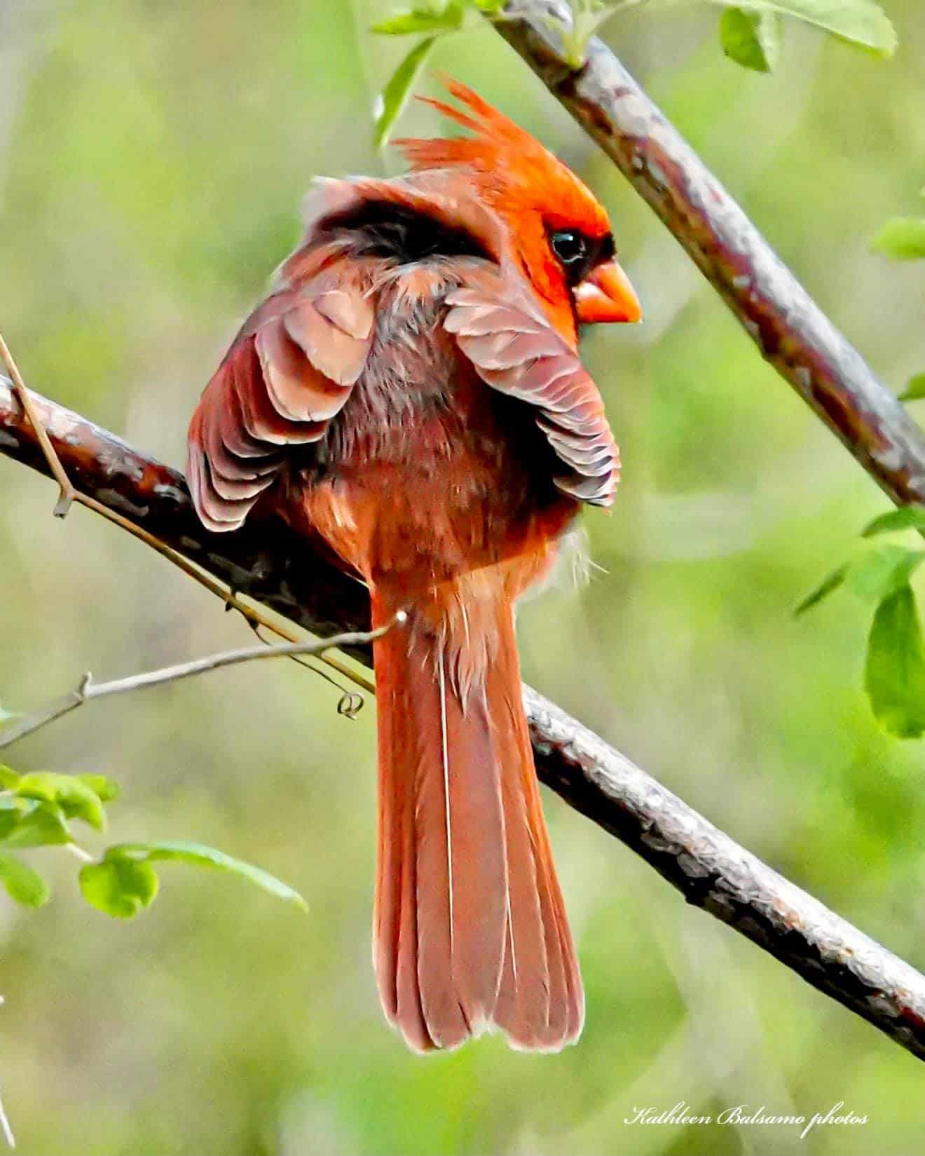 Male northern cardinal sitting on a branch