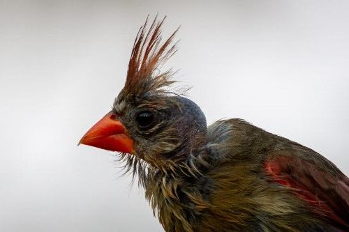 Female northern cardinal after molting