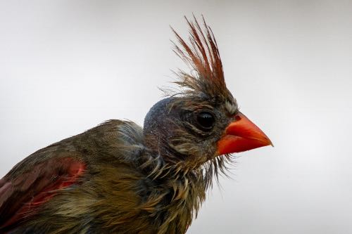 Female northern cardinal after molting