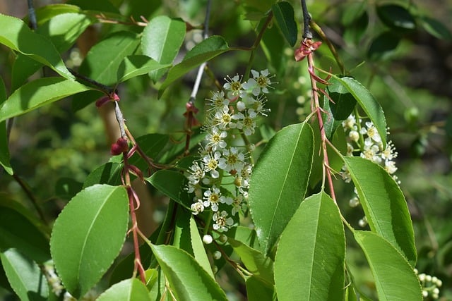 chokecherry shrub native plant for cardinals and other wild birds