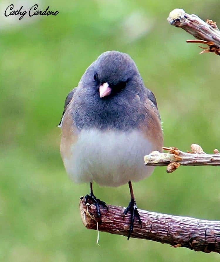 Pink-sided female juvenile dark-eyed junco. Photo by Cathy Cardone.