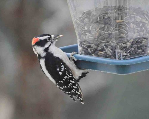 5 Simple Ways to Attract Downy Woodpeckers to Your Yard