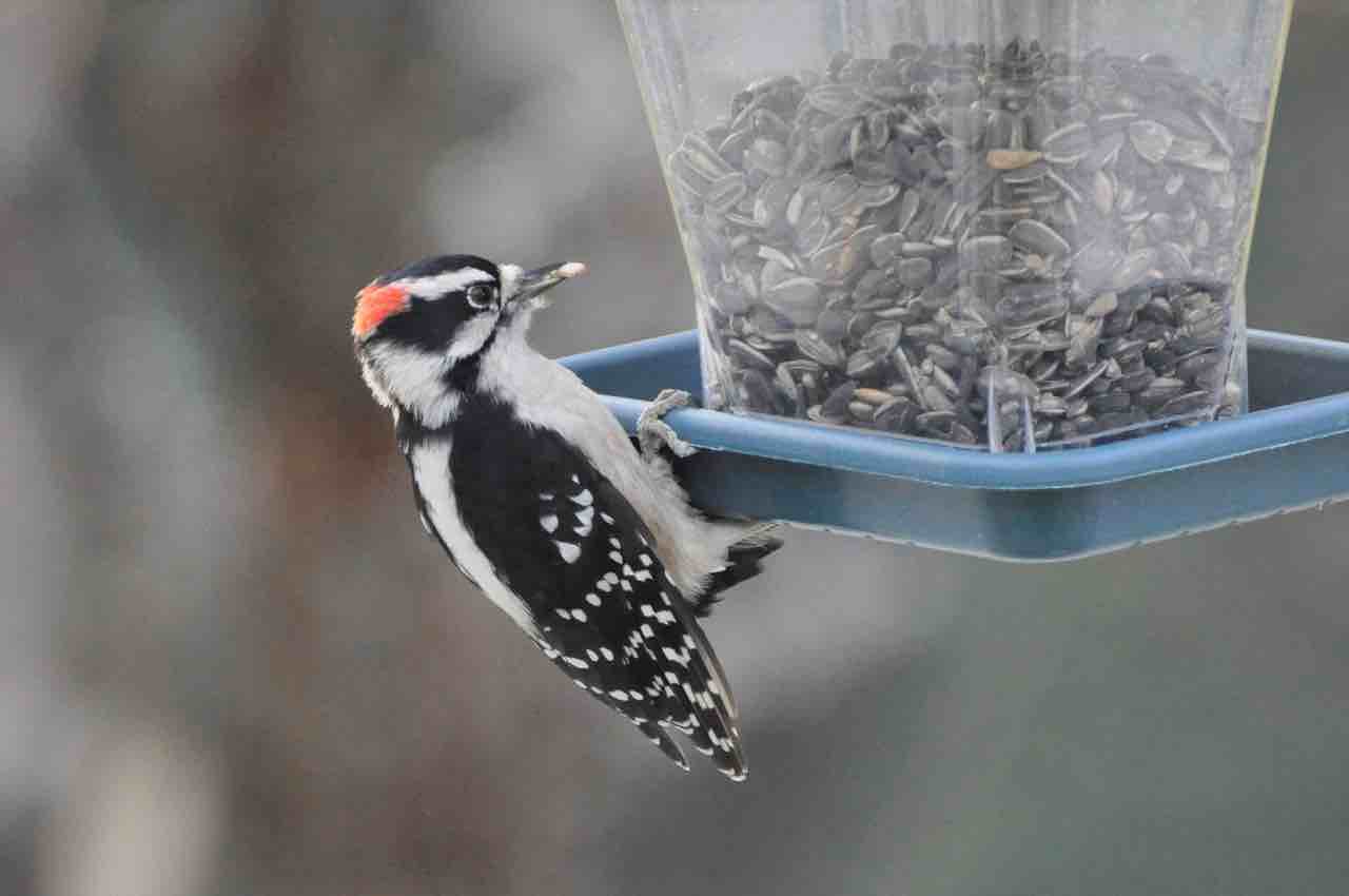 Male downy woodpecker at the feeder