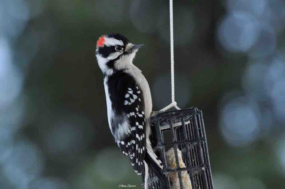 Male downy woodpecker.