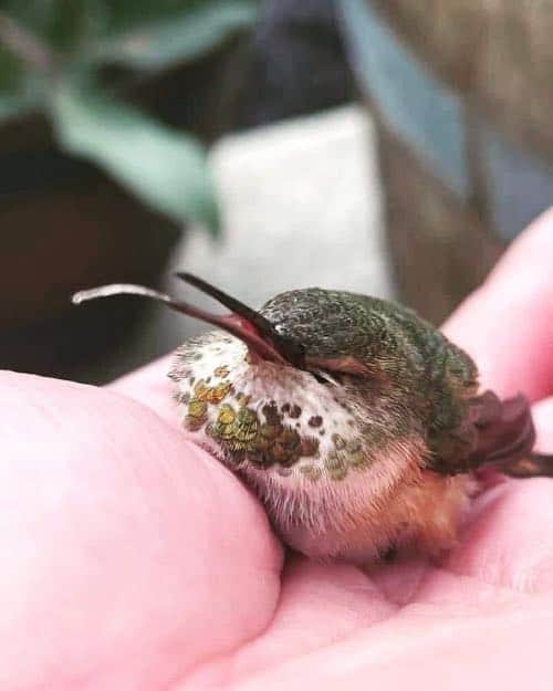 Hummingbird with tongue unable to retract