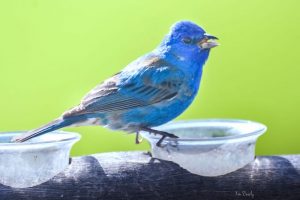 5 Simple Ways to Attract Indigo Buntings to Your Yard