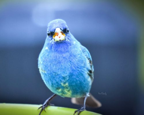 Blue Birds in Nebraska