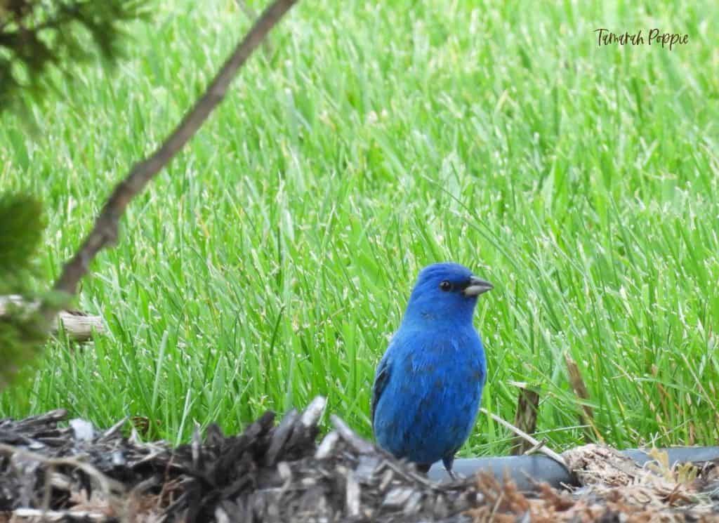 Male indigo bunting looking for seeds on the ground.