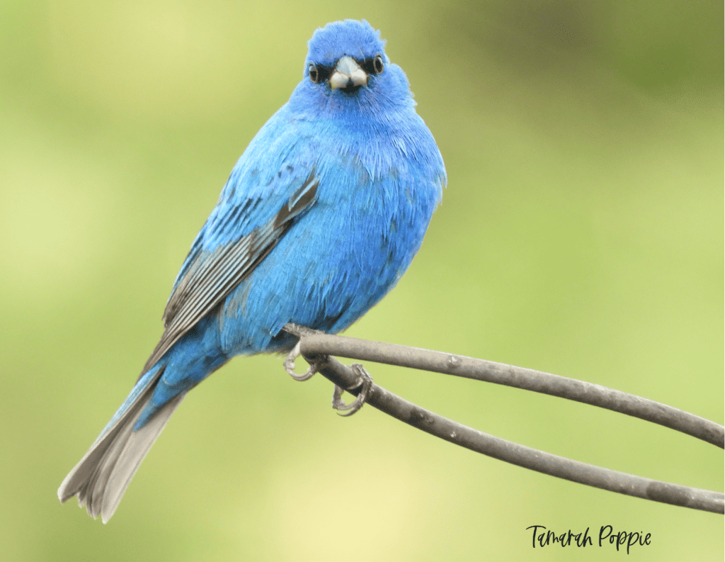 male indigo bunting looking into the camera