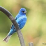 Male indigo bunting perched on a shepherds hook