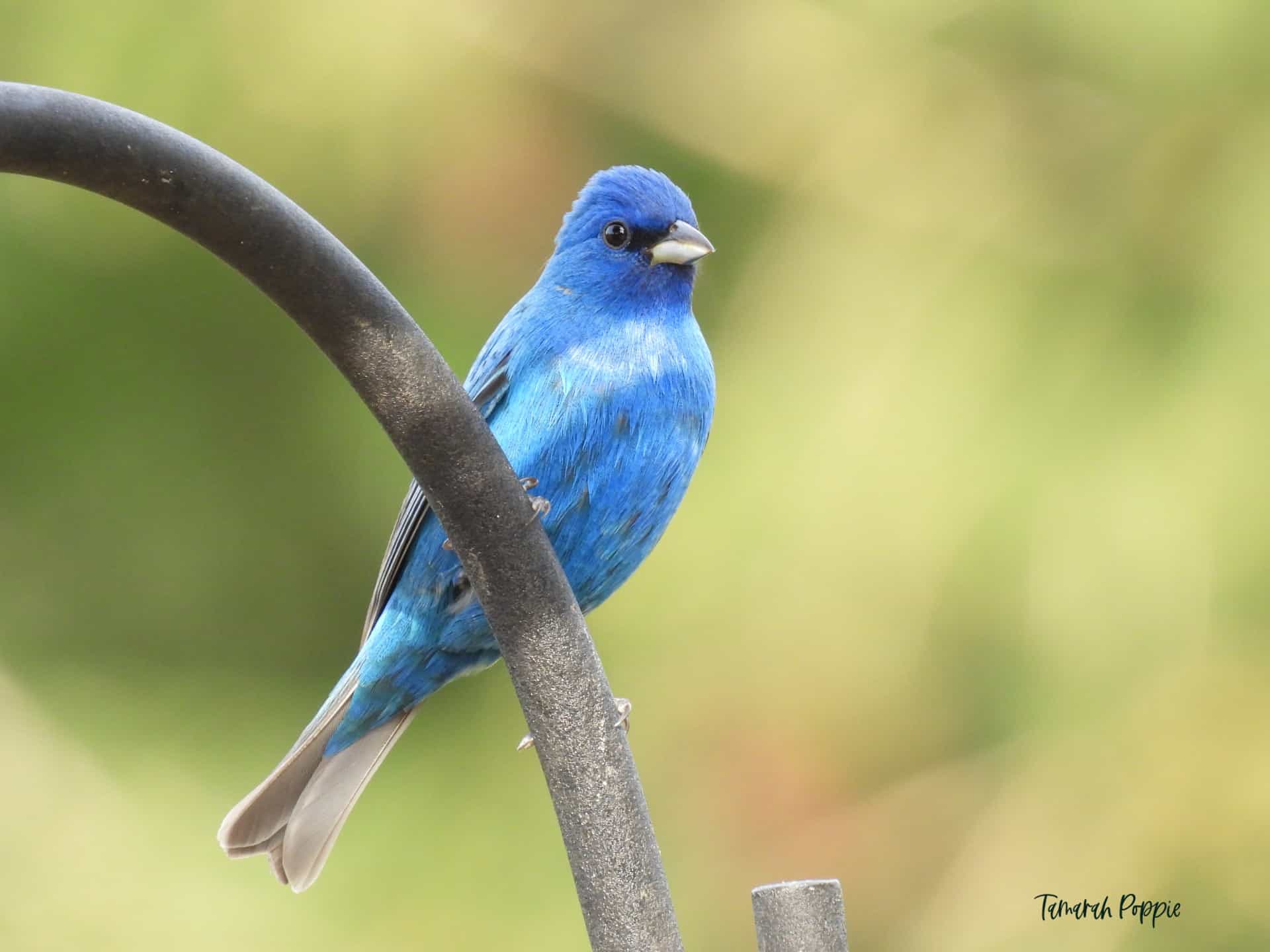 Male indigo bunting perched on a shepherds hook