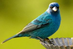 Blue Birds in Missouri