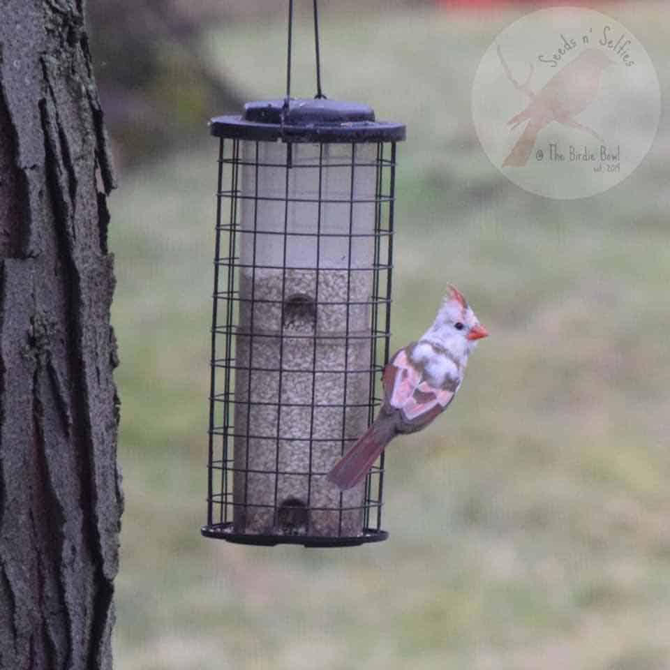 Leucistic pied northern cardinal on a feeder