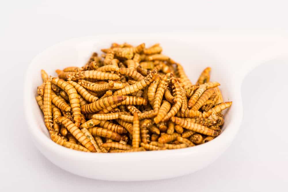 Dish of mealworms