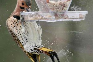 5 Simple Ways Experts Attract Northern Flickers to Their Yard – You Can Too!