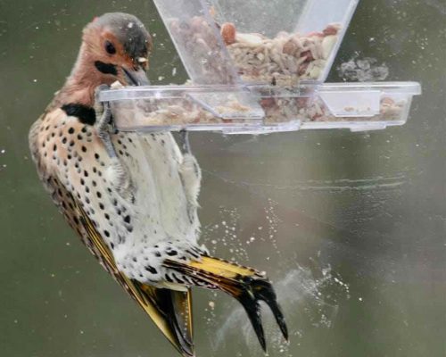 5 Simple Ways Experts Attract Northern Flickers to Their Yard – You Can Too!