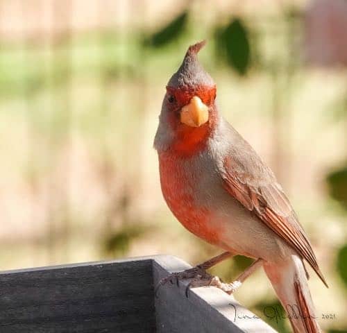 Male pyrrhuloxia sitting on the edge of a feeder