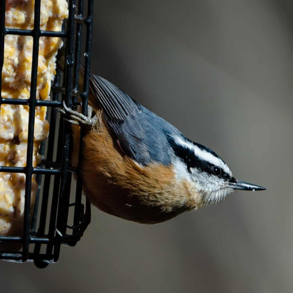 Red-breasted nuthatch on a suet cage