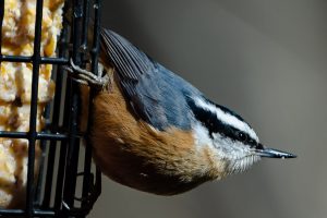 7 Simple Ways to Attract Red-Breasted Nuthatches to Your Yard