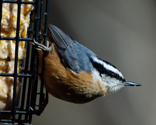 7 Simple Ways to Attract Red-Breasted Nuthatches to Your Yard