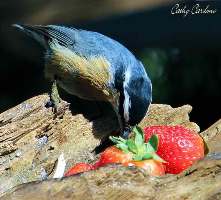 red breasted nuthatch eating strawberries from a log