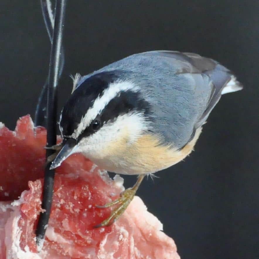 Red-breasted nuthatch dining on suet