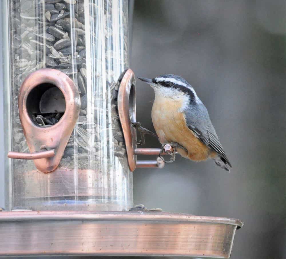 Red-breasted nuthatch on a feeder with striped sunflower