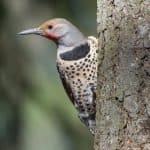 Red-shafted flicker on a tree